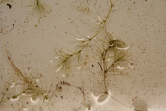 Najas gracillima