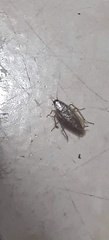 Blattodea