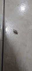 Blattodea