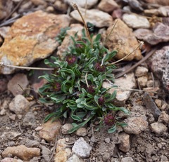 Erigeron algidus