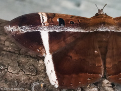 Hemeroblemma mexicana