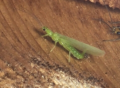 Alloperla
