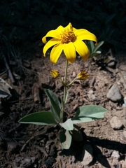 Arnica dealbata