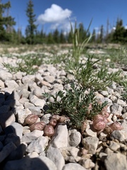 Astragalus limnocharis montii