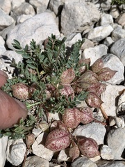 Astragalus limnocharis montii