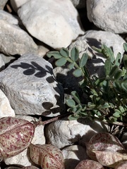Astragalus limnocharis montii