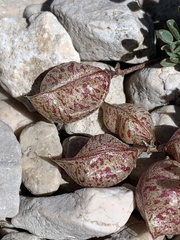 Astragalus limnocharis montii