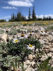 Erigeron untermannii