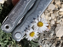 Erigeron untermannii