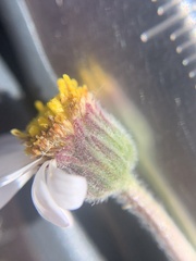 Erigeron untermannii