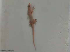Hemidactylus frenatus