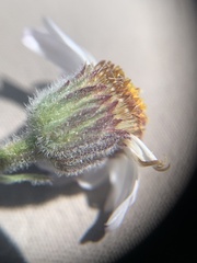 Erigeron untermannii