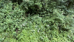 Eupatorium formosanum