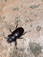 Pseudolucanus