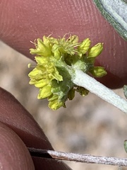 Eriogonum brevicaule laxifolium