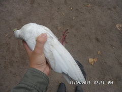 Columba livia domestica