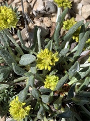 Eriogonum brevicaule laxifolium