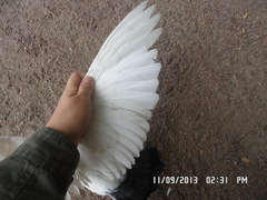 Columba livia domestica