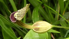 Aristolochia papillaris