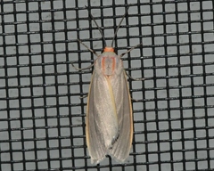 Pygarctia abdominalis
