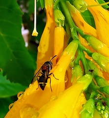 Ropalidia erythrospila