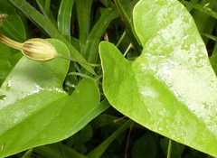 Aristolochia papillaris