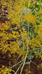 Heptaptera anisoptera