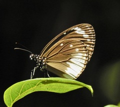 Euploea darchia