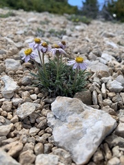 Erigeron untermannii