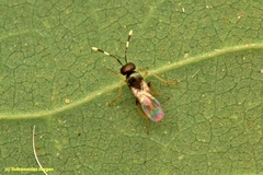 Anagyrini
