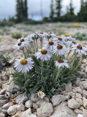 Erigeron untermannii