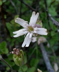 Silene douglasii