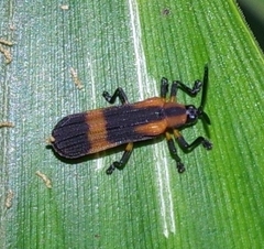 Oxychalepus