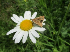 Cryptocala chardinyi