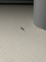Hemidactylus frenatus