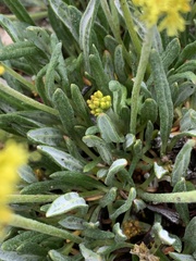 Eriogonum brevicaule laxifolium
