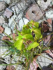 Magnoliopsida