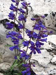 Penstemon subglaber