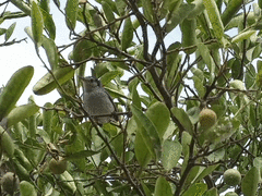 Polioptila bilineata