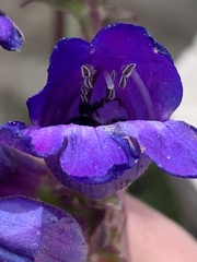 Penstemon subglaber