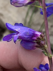 Penstemon subglaber