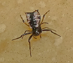 Micrathena patruelis