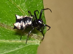 Micrathena patruelis
