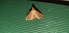 Endotricha approximalis