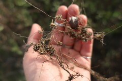 Cuscuta chilensis