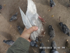 Columba livia domestica
