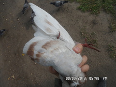 Columba livia domestica