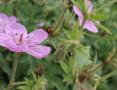 Hippodamia caseyi