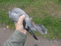 Columba livia domestica