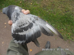 Columba livia domestica